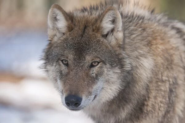 Wolf -Canis lupus-, captive, Bavaria, Germany