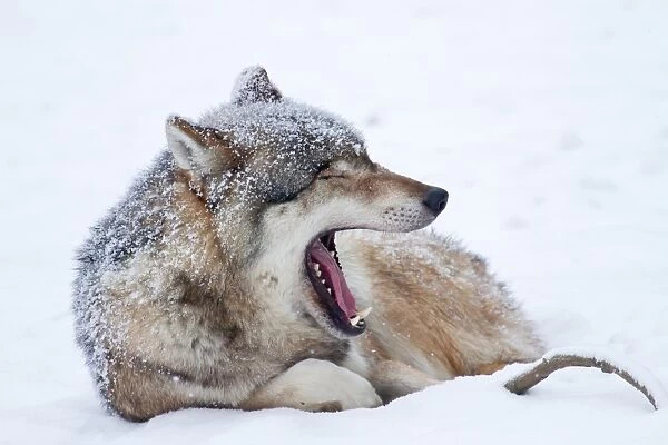 Wolf -Canis lupus- lying in the snow, Hesse, Germany