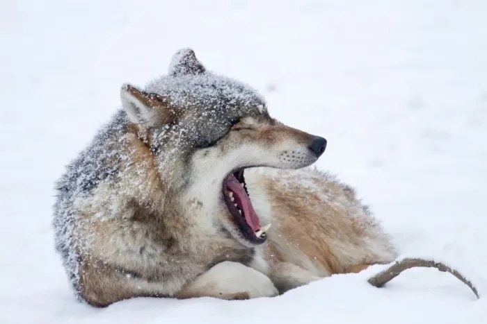 Framed Print : Wolf -Canis lupus- lying in the snow, Hesse, Germany Framed Print : Wolf -Canis lupus- lying in the snow, Hesse, Germany