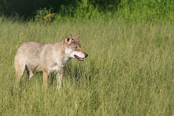 Wolf -Canis lupus-, Norway, Scandinavia, Europe