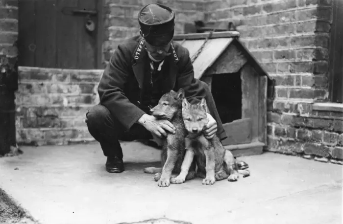 Framed Print : Wolf Cubs. February 1907: A zookeeper with a couple of wolf cubs which Framed Print : Wolf Cubs. February 1907: A zookeeper with a couple of wolf cubs which