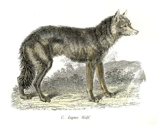 Wolf engraving 1803