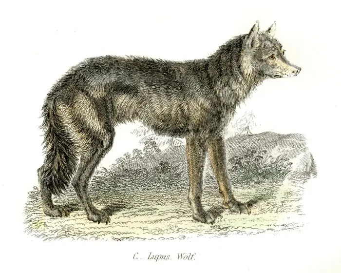 Framed Print : Wolf engraving 1803 Framed Print : Wolf engraving 1803