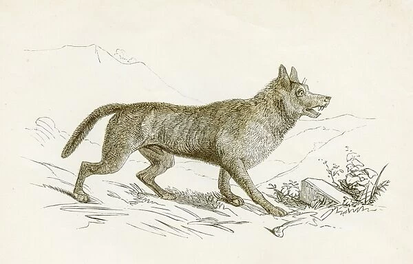 Wolf engraving 1851