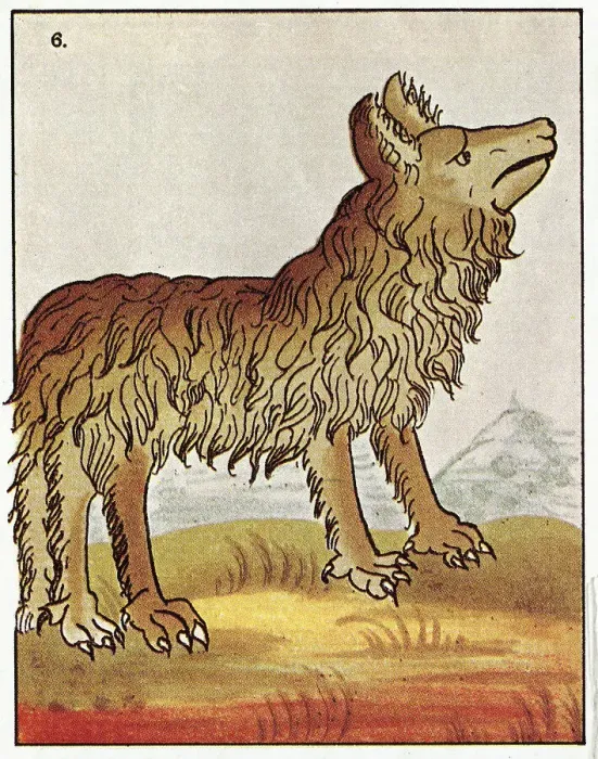 Framed Print : Wolf or Fox Framed Print : Wolf or Fox