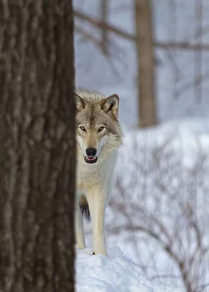Wolf Hiding behind Tree