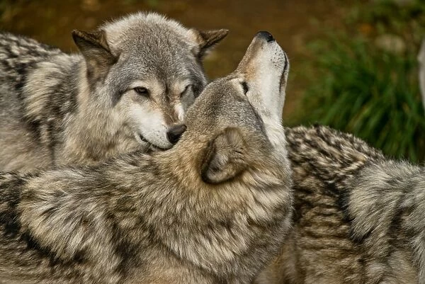 Wolf Love. A pair of Gray Wolves are demonstrating the affection they have for each other