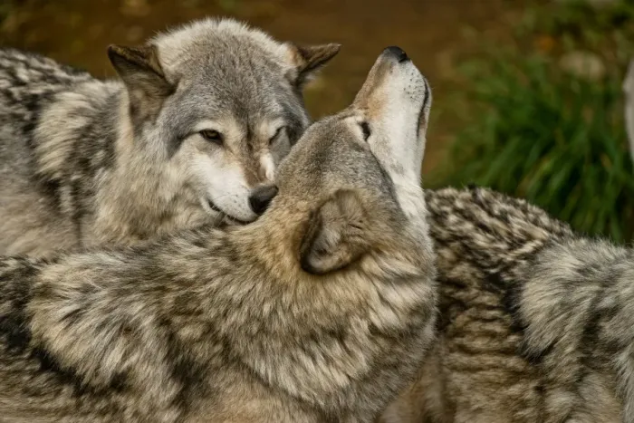 Framed Print : Wolf Love. A pair of Gray Wolves are demonstrating the affection they have for each other Framed Print : Wolf Love. A pair of Gray Wolves are demonstrating the affection they have for each other