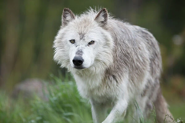 Wolf Prowling
