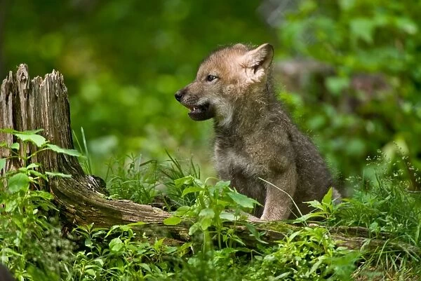Wolf pup. A very young gray wolf pup sits in the grass