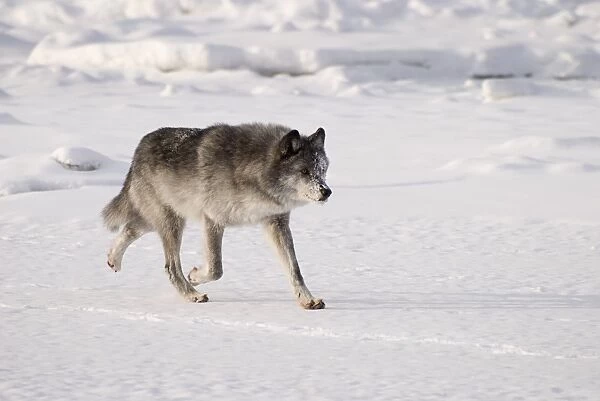 Wolf running in the snow