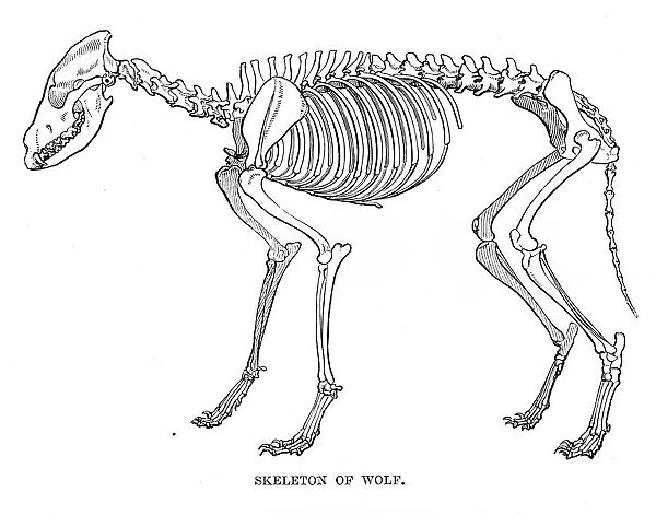 Wolf skeleton engraving 1894