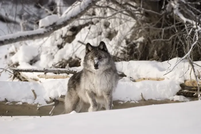 Framed Print : Wolf in the snow Framed Print : Wolf in the snow
