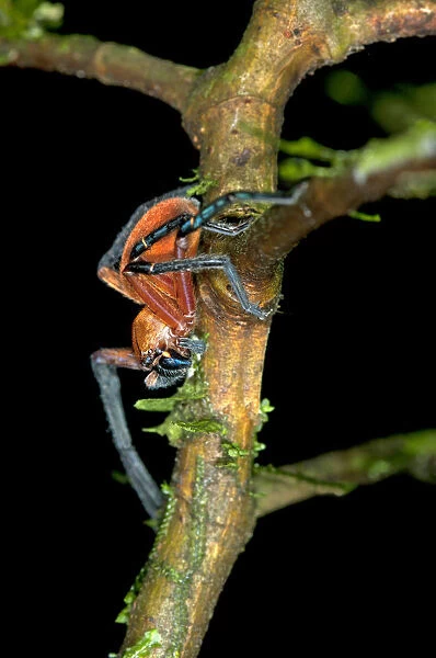 Wolf spider -Lycosidae spec. -, aposematism, Tiputini rainforest, Yasuni National Park, Ecuador, South America