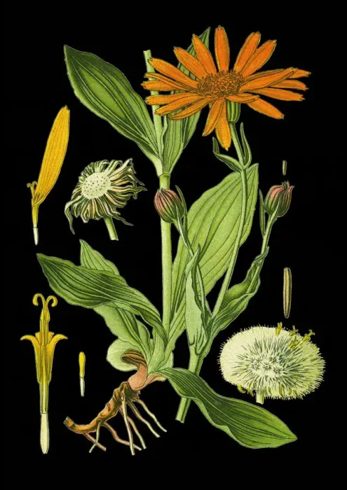 Framed Print : wolfs bane, leopards bane, mountain tobacco, mountain arnica