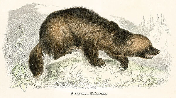 Wolverine engraving 1803