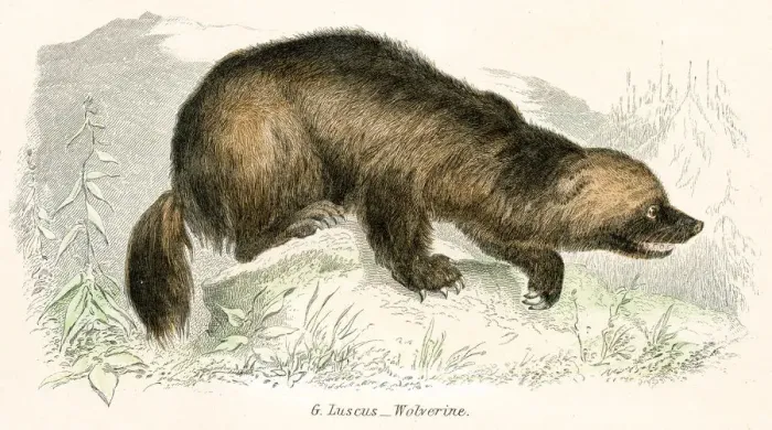 Framed Print : Wolverine engraving 1803 Framed Print : Wolverine engraving 1803