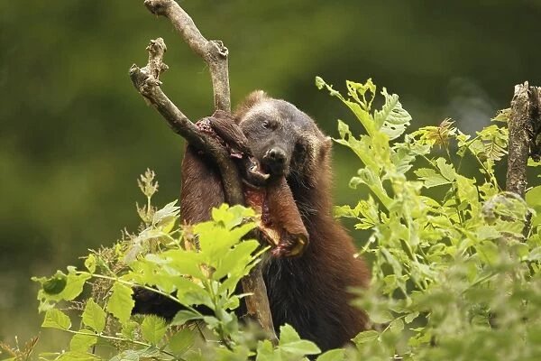 Wolverine -Gulo gulo- feeding on deerskin, captive, Norway