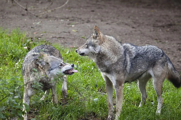 Wolves (Canis lupus), submissive gestures, behavior, Europe