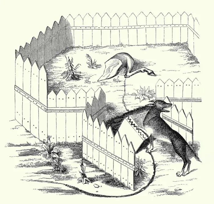 Framed Print : How Wolves May Be Caught Framed Print : How Wolves May Be Caught