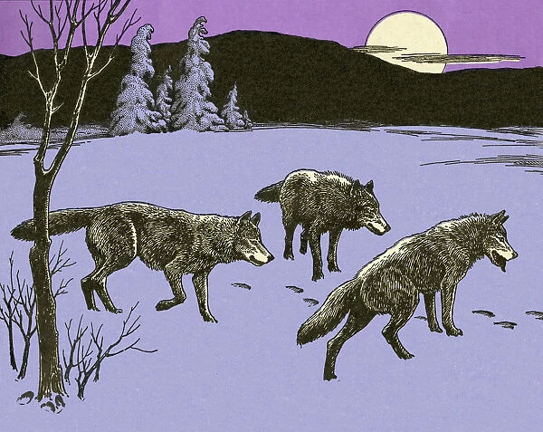 Three Wolves in Winter