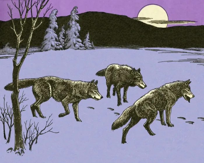 Framed Print : Three Wolves in Winter Framed Print : Three Wolves in Winter