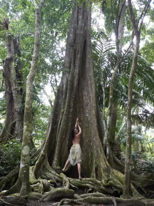 Framed Print : Woman, 45, pulling on a liana of a Kapok -Ceiba pentandra-, rainforest, Punta Uva, Puerto Viejo de Talamanca, Costa Rica, Central America Framed Print : Woman, 45, pulling on a liana of a Kapok -Ceiba pentandra-, rainforest, Punta Uva, Puerto Viejo de Talamanca, Costa Rica, Central America