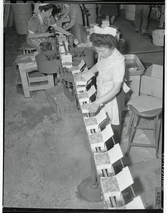 Framed Print : Woman Adjusting Boxes of Vegetables on Production Line Framed Print : Woman Adjusting Boxes of Vegetables on Production Line