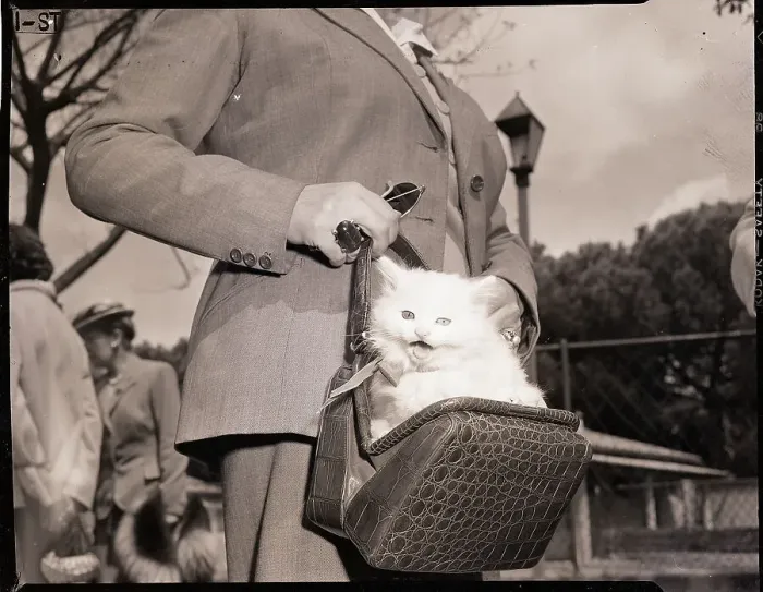 Framed Print : Woman Carrying Angora Kitten in Purse Framed Print : Woman Carrying Angora Kitten in Purse