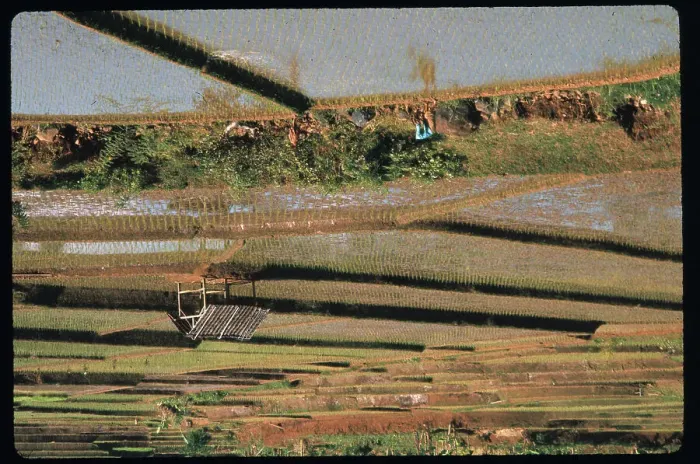 Framed Print : Woman and Children Working Working in field Framed Print : Woman and Children Working Working in field