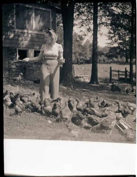 Framed Print : Woman Feeding Her Chickens Framed Print : Woman Feeding Her Chickens