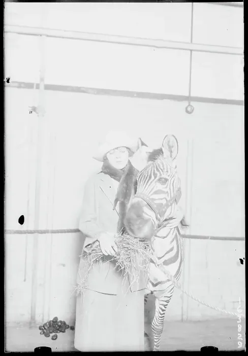 Framed Print : Woman Feeding Circus Zebra Framed Print : Woman Feeding Circus Zebra