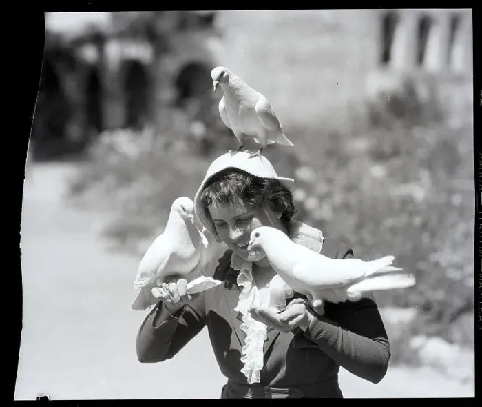Framed Print : Woman Feeding Pigeons Framed Print : Woman Feeding Pigeons