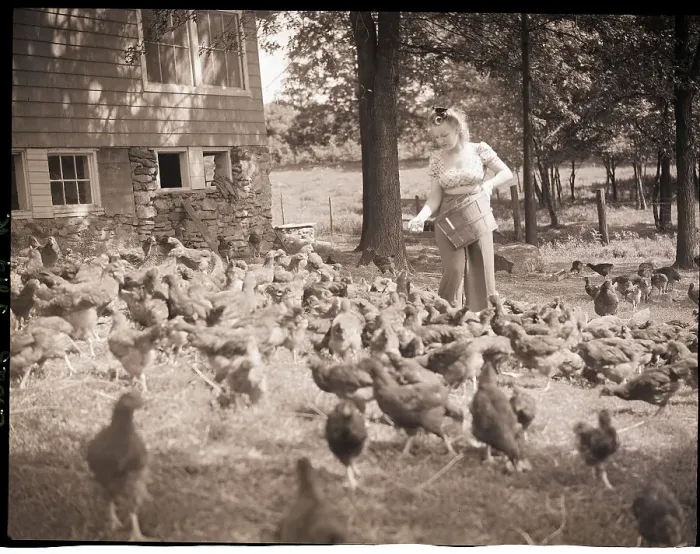 Framed Print : Woman Feeds Chickens From Bucket Framed Print : Woman Feeds Chickens From Bucket