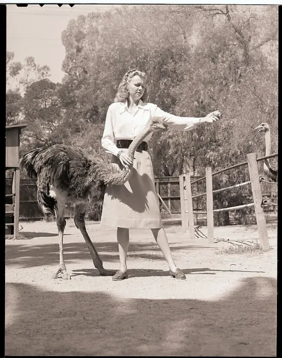 Framed Print : Woman Feeds Ostrich Orange on Farm Framed Print : Woman Feeds Ostrich Orange on Farm