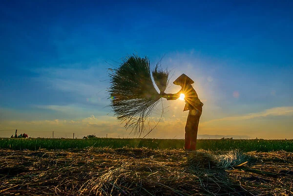 Woman harvesting rice by hand, sunstar, horizontal