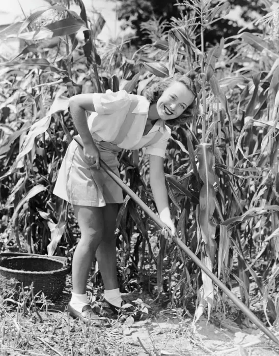 Framed Print : Woman hoeing in field of corn Framed Print : Woman hoeing in field of corn