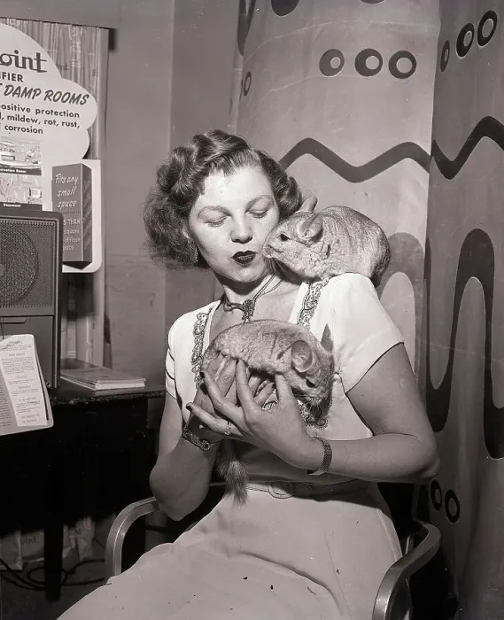Framed Print : Woman Holding Two Chinchillas Framed Print : Woman Holding Two Chinchillas