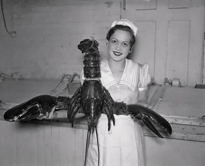 Framed Print : Woman Holding Large Lobster Framed Print : Woman Holding Large Lobster