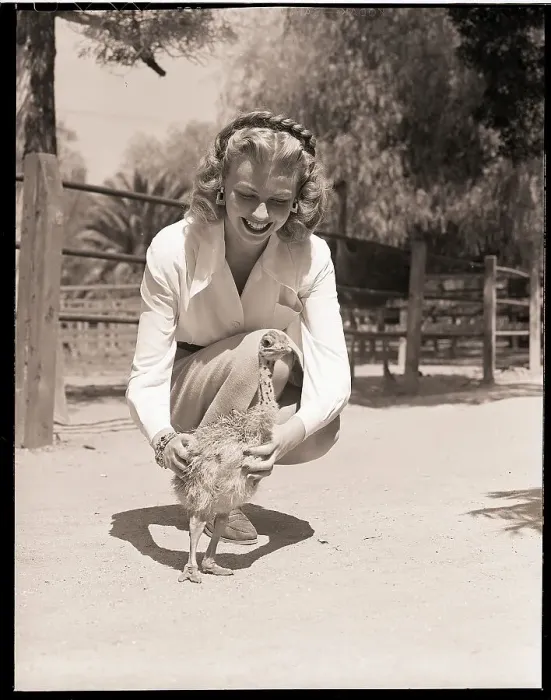Framed Print : Woman Kneels and Pets Baby Ostrich Framed Print : Woman Kneels and Pets Baby Ostrich