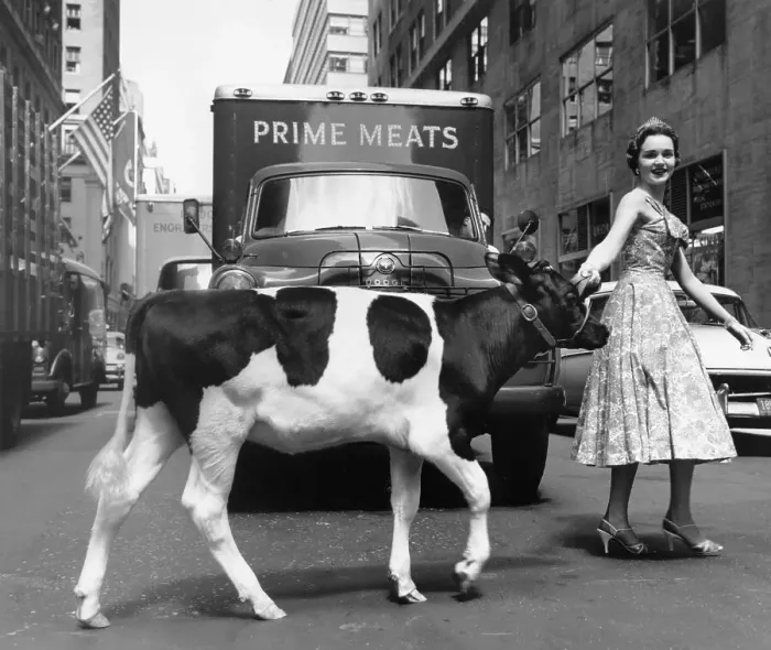 Framed Print : Woman Leading Cow Across Street Framed Print : Woman Leading Cow Across Street