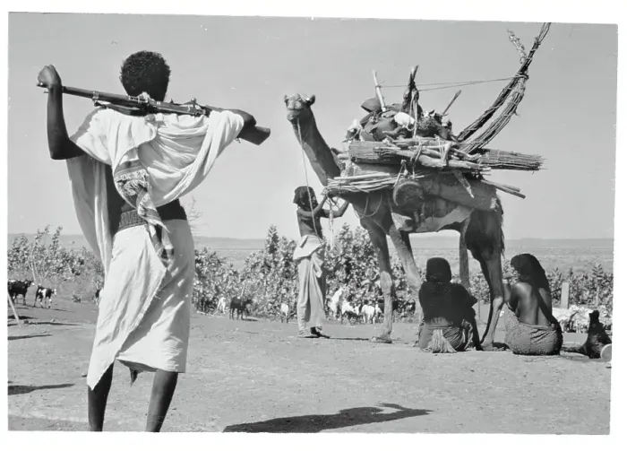 Framed Print : Woman Loading Her Camel Framed Print : Woman Loading Her Camel