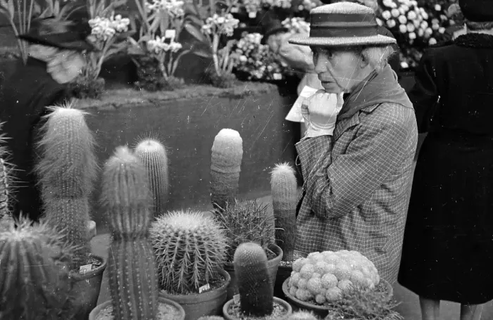 Framed Print : Cacti. 28th September 1946: A woman looking at cacti during a Royal Horticultural Framed Print : Cacti. 28th September 1946: A woman looking at cacti during a Royal Horticultural
