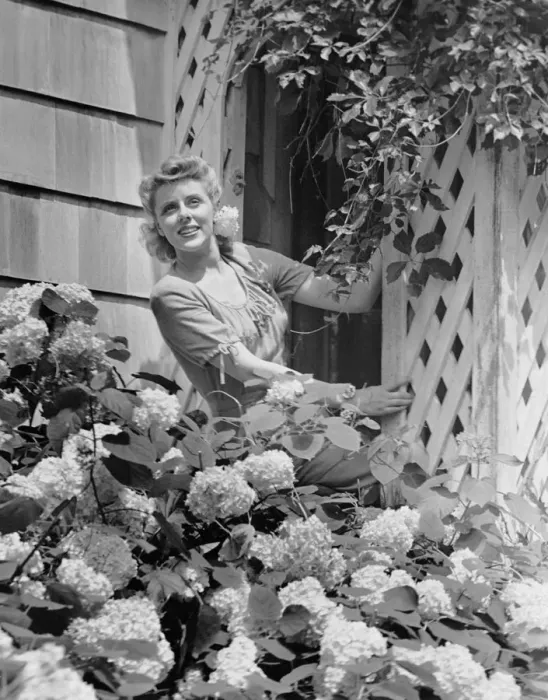 Framed Print : Woman outside of home, near hydrangea bush Framed Print : Woman outside of home, near hydrangea bush
