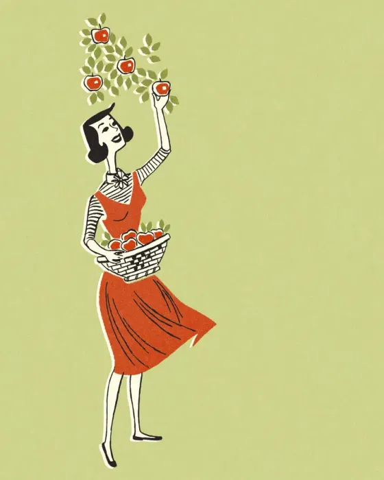 Framed Print : Woman Picking Apples Framed Print : Woman Picking Apples