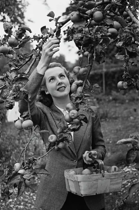 Framed Print : A Woman Picking Apples Framed Print : A Woman Picking Apples