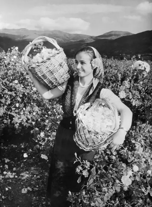 Framed Print : Woman Picking Roses in Bulgaria Framed Print : Woman Picking Roses in Bulgaria