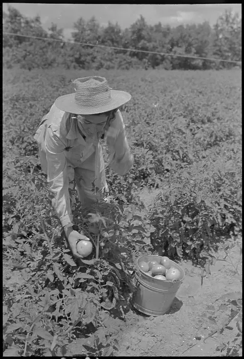 Framed Print : Woman Picking Tomatoes Framed Print : Woman Picking Tomatoes