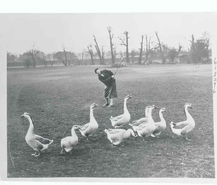 Framed Print : Woman Playing on Golf Course near Geese Framed Print : Woman Playing on Golf Course near Geese