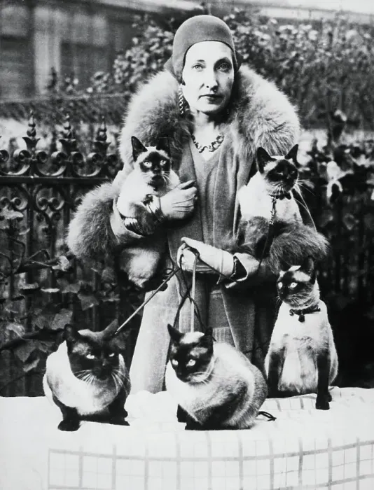 Framed Print : Woman With Prize Winning Siamese Cats